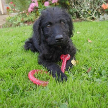 Load image into Gallery viewer, ROSEWOOD BioSafe Pink Puppy Bone