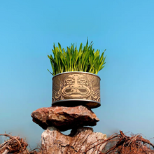 Load image into Gallery viewer, WOHOO MARKET Vibrant Cat Grass Growing Kit