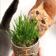 Load image into Gallery viewer, WOHOO MARKET Vibrant Cat Grass Growing Kit