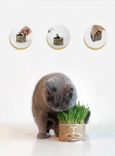 Load image into Gallery viewer, WOHOO MARKET Vibrant Cat Grass Growing Kit