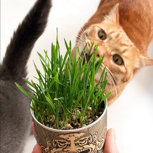 WOHOO MARKET Vibrant Cat Grass Growing Kit