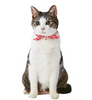 PETIO Komachi Shushu Cat Collar